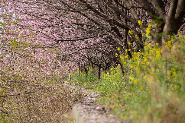 A garden filled with cherry blossoms and rapeseed flowers