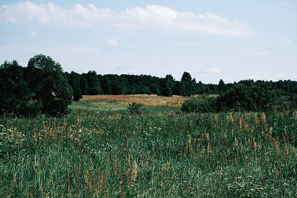 Overgrown summer meadow and forest behind it