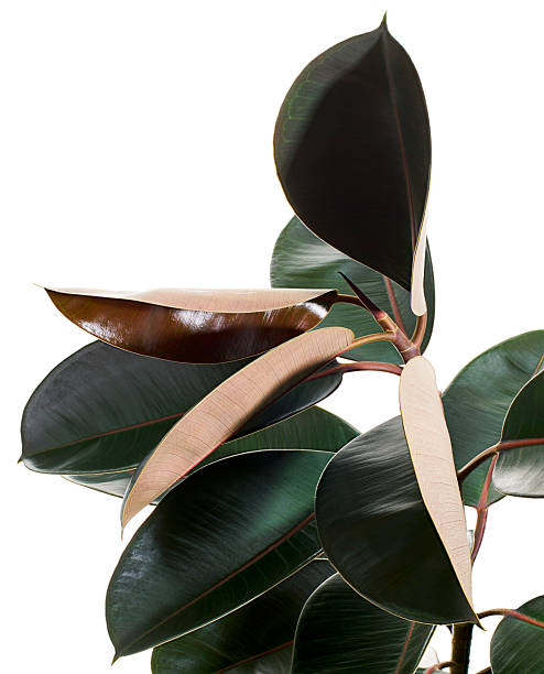 istock Ficus elastica burgundy leaves, Burgundy Rubber tree, isolated on white background with clipping path 2225719163