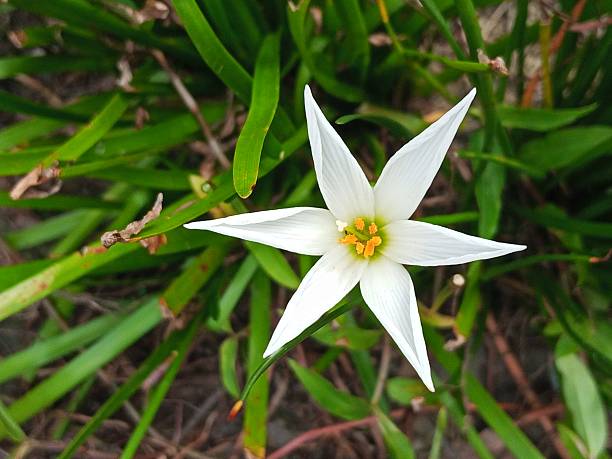 Close-Up of a White Rain Lily Flower (Zephyranthes candida)