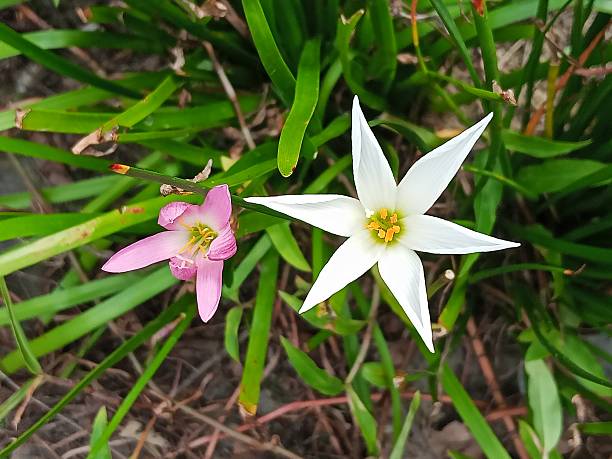 istock White and Pink Rain Lily Flowers Growing Side by Side 2225719413