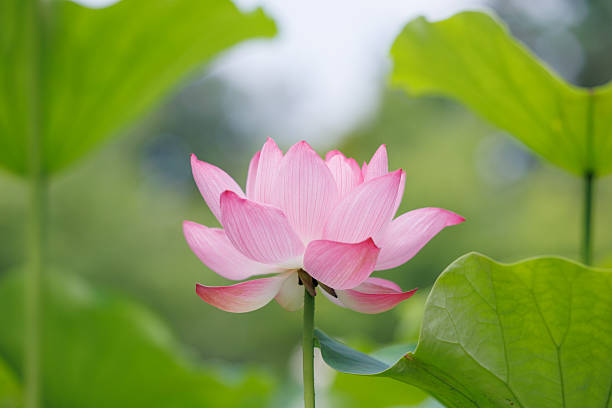 istock Beautifully blooming lotus 2225719737