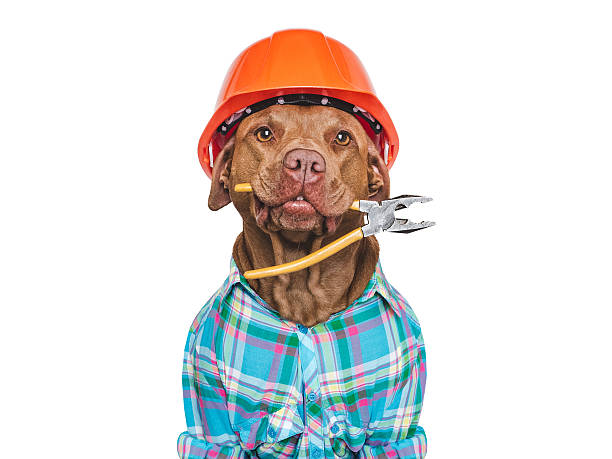 istock Cute dog, orange hard hat and pliers. Studio shot 2225720332