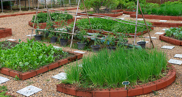 istock Organic Vegetable Garden with Herb and Green Beds 2225721714