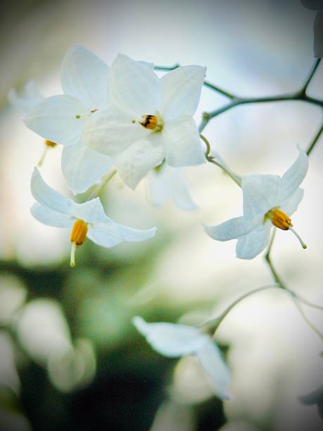 Close up of plumeria flowers