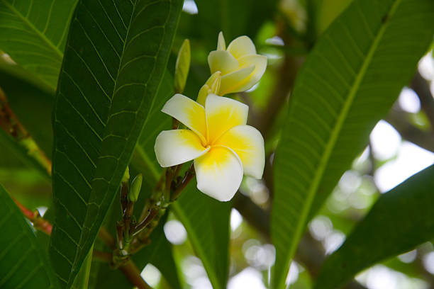 Yellow white flower blossoms from above, frangipani