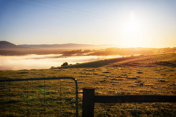 Sunrise foggy farm scene Gippsland