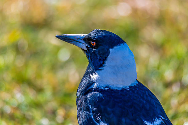 Jackdaws have adapted to urban life and are considered pests in some areas, but they often thrive thanks to their high intelligence. This one was photographed in a park in Copenhagen.