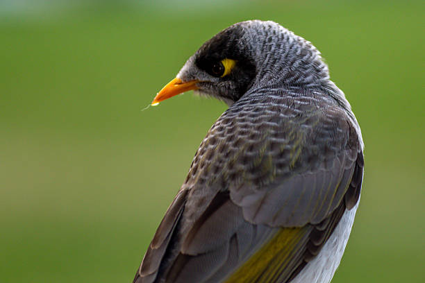 Close-upon a Common Myna, Acridotheres tristis, on an outdoor staircase.