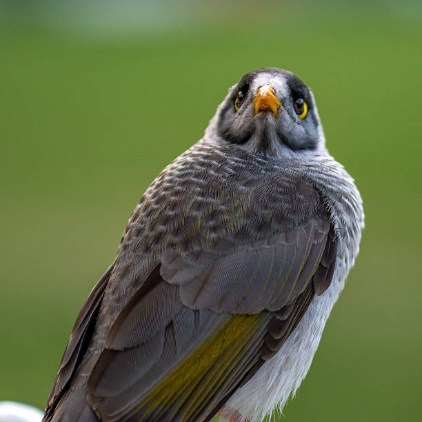 istock Noisy miner bird up close 2225726092