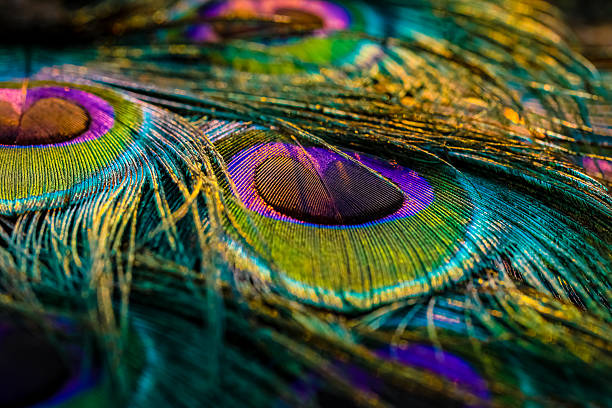 istock Closeup of peacock colourful feathers. 2225726218