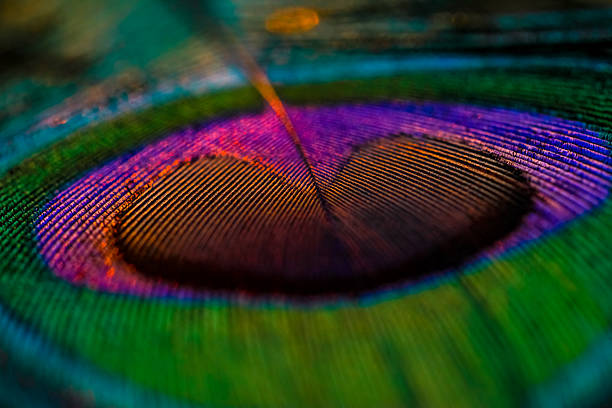 istock Closeup of peacock colourful feather. 2225726226