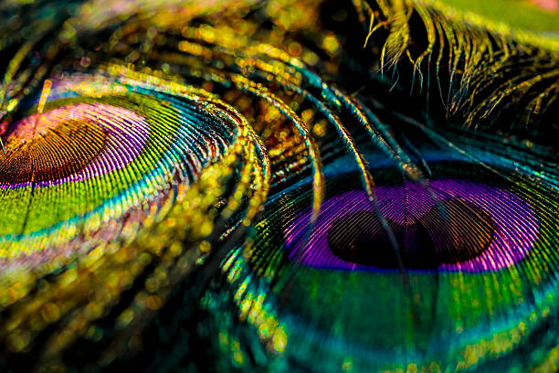 Beautiful bird feather with details.