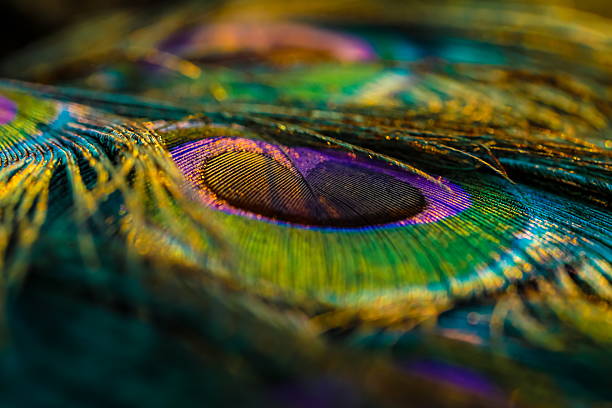 istock Closeup of peacock colourful feathers. 2225726266