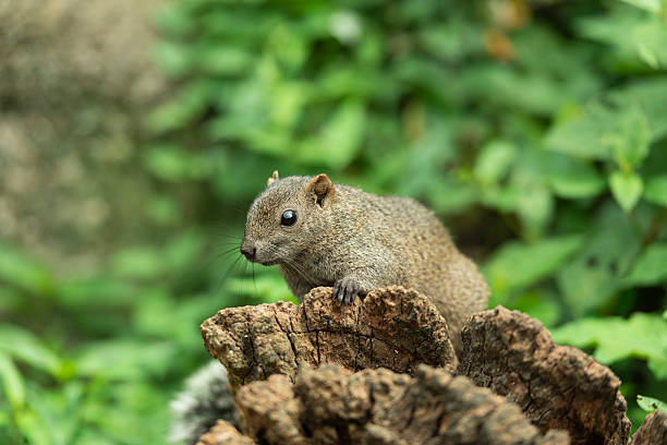 istock Taiwanese squirrels in a park in summer 2225726463