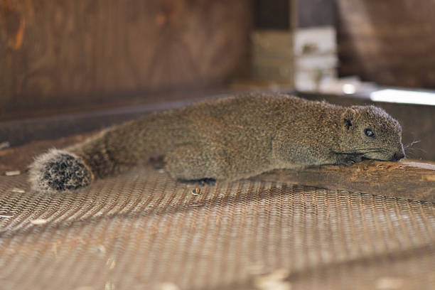 Taiwanese squirrels in a zoo in summer