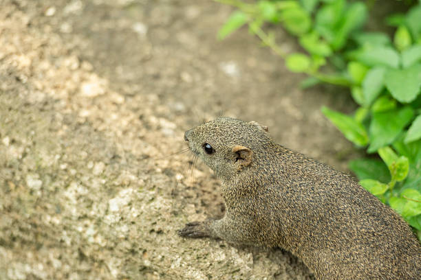 Taiwanese squirrels in a park in summer