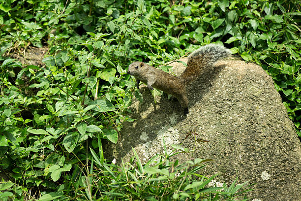 istock Taiwanese squirrels in a park in summer 2225727090