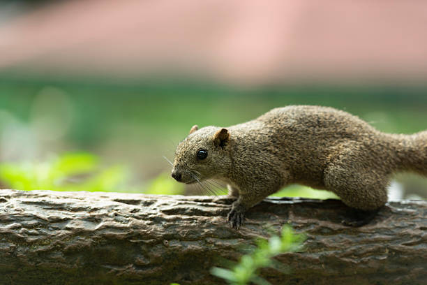 istock Taiwanese squirrels in a park in summer 2225727290
