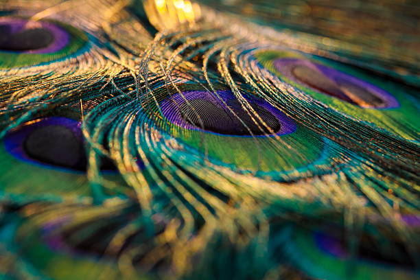 Closeup of peacock colourful feathers.
