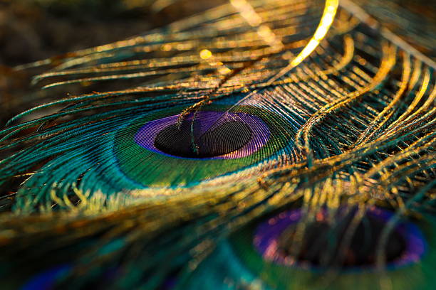 istock Closeup of peacock colourful feathers. 2225727948