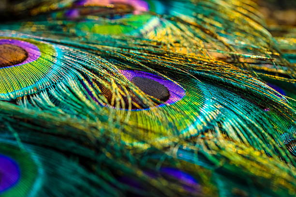 Exotic Blue, green and violet Background Texture, Peacock Bird's Feather