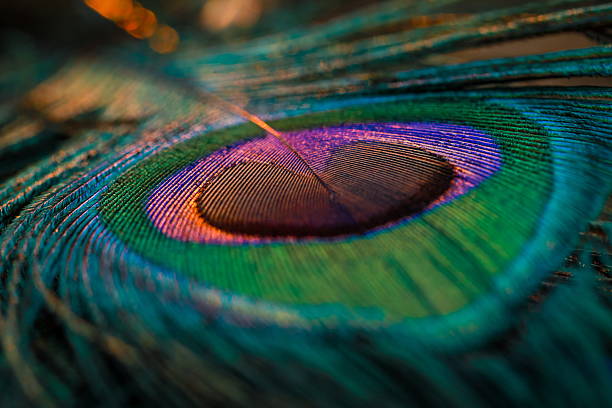 istock Closeup of peacock colourful feather. 2225728519