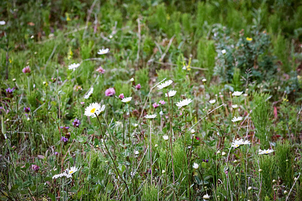 Daisy blossoms in a grassy field in the forests of Canada