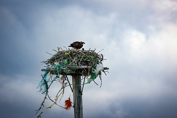 Osprey nest of miscellaneous trash and branches on a power line in Montana