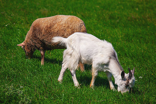 Sheep grazing in a meadow in summer