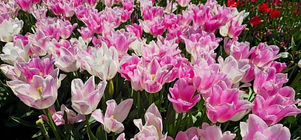 istock Pink Tulip Flowers.         Victoria-Australia. 2225733162