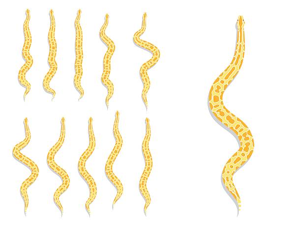 10+ Burmese Python Stock Illustrations, Royalty-Free Vector Graphics ...