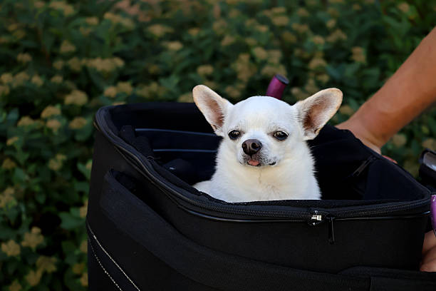 istock Chico the chihuahua in a bicycle carrier 2225738377