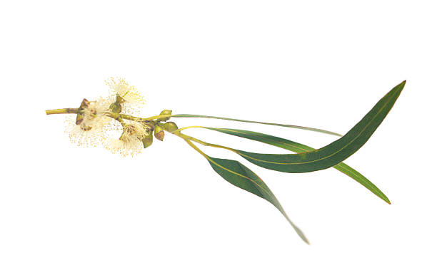 istock Beautiful green eucalyptus leaves with seeds on white background 2225739216