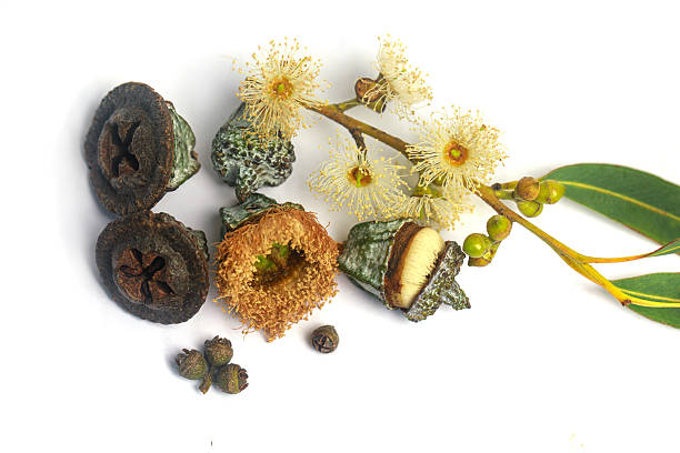 istock Organic eucalyptus branch with flowers and seeds isolated on white 2225739223