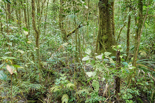 istock Dense rainforest in Borneo, Sabah, Malaysia. 2225740669