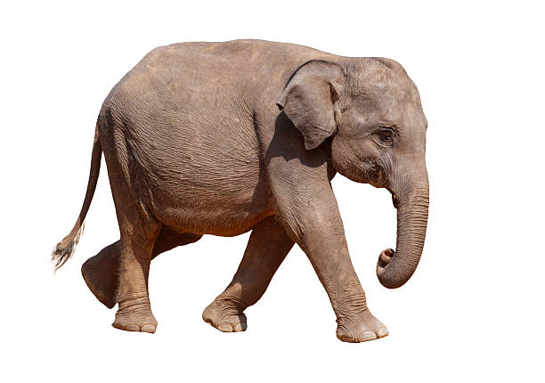 istock A baby elephant walking on a white background 2225742398