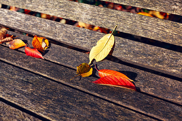 istock Autumn leaves rest on wooden bench 2225742728