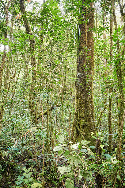 istock Dense rainforest in Borneo, Sabah, Malaysia. 2225743747