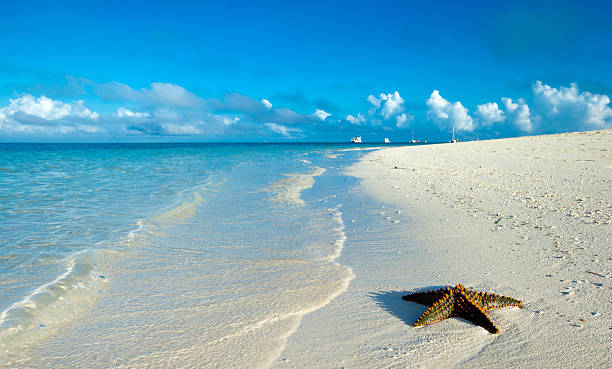 istock Starfish on the beach. sea 2225744924