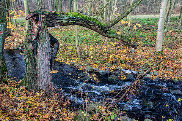 The broken tree above the creek with a water cascade in the autumn forest.