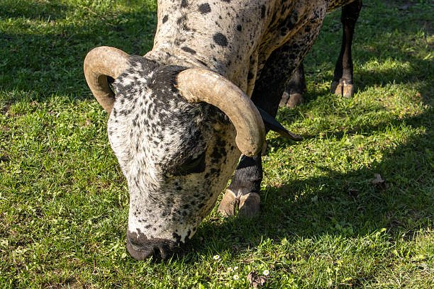 A cow grazes in a rural field at Virginia Beach, Virginia.