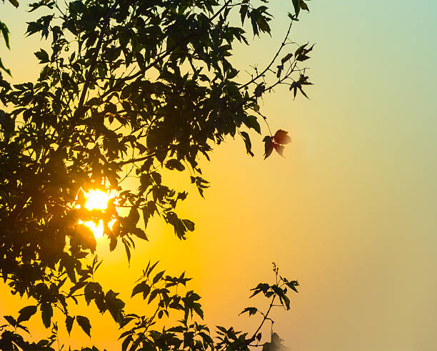evening sun rays push through the tree branch silhouette, beautiful evening natural background