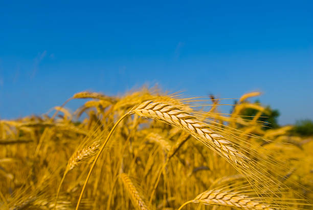 istock summer golden wheat field under blue sky 2225746828