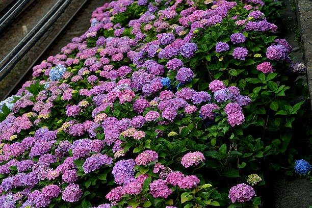 ・From the Easter season through Mother's Day, hydrangea is one of the most sought-after flowering plants from retail florists and garden centers alike. It's huge, globe-like clusters of blooms impart a regal elegance that is uncommon among potted plants. Unlike other flowering plants, however, the flower color of most hydrangeas can be changed from year-to-year, with a little help from their caregiver. Many gardeners, therefore, consider hydrangea to be the chameleon of the plant world.Hydrangea is a genus in the plant family Hydrangeaceae. The genus contains nearly 75 species of shrubs or small trees, most of which are native to the region of Asia now occupied by Japan, China and Korea. （Missouri Botanical Garden）・You can enjoy various colors of hydrangea flowers along the banks of Keio Railways Line in Tokyo residential area during the season (June & July).