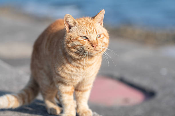 istock Cute cat sitting on the embankment 2225748406