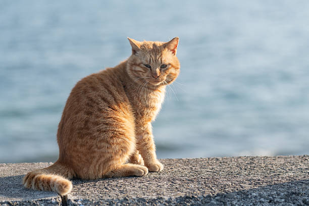 istock Cute cat sitting on the embankment 2225748461