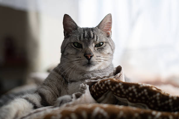 Cute cat relaxing by the window