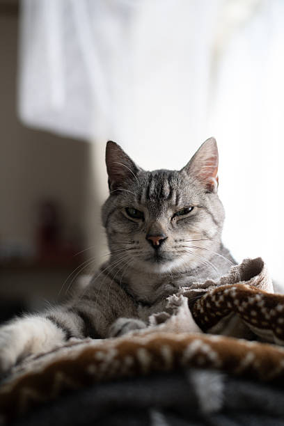 istock Cute cat relaxing by the window 2225748603