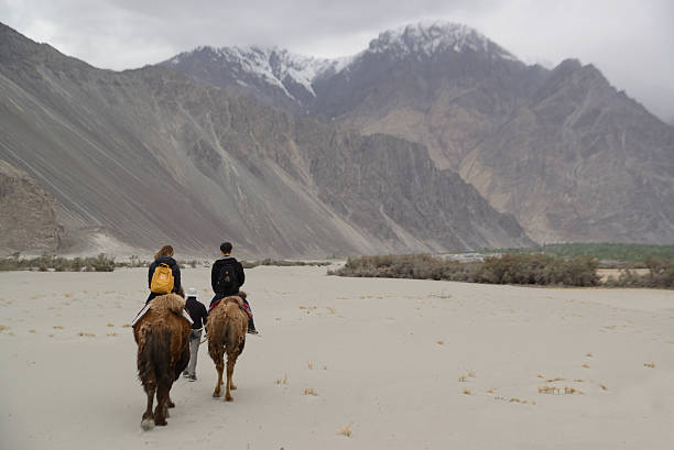 Ladakh , India - May 16 , 2019 : Unidentified tourists can ride a Bactrian camel, which is endemic to the Nubra Valley. It is an interesting tourist attraction, famous for its cool desert landscape, sand dunes, and interesting local culture on May 16 , 2019.